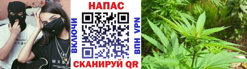 Бошки марихуана сатива  Павловская 